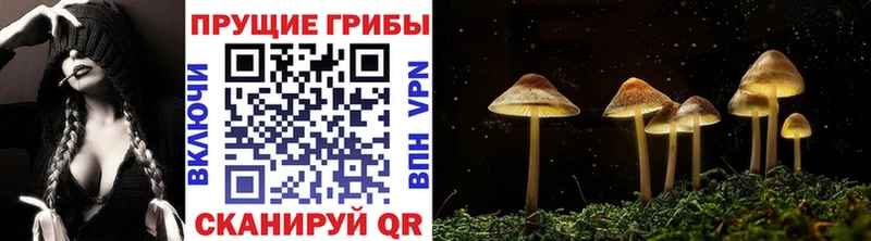 как найти   Ковров  Псилоцибиновые грибы Psilocybine cubensis 